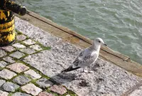 Eteläsataman kauppatoriの写真・動画_image_155910