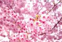 河津川の写真・動画_image_169988
