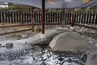 独鈷の湯の写真・動画_image_210114