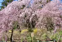 光前寺の写真・動画_image_233013