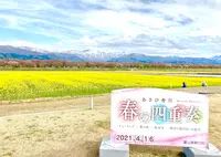 あさひ舟川「春の四重奏」の写真・動画_image_425949