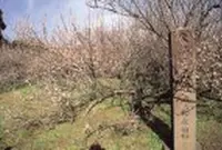 湯之宮座論梅の写真・動画_image_529343