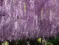 天王川公園の写真・動画_image_426615