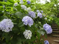 紫陽花の名所の写真・動画_image_34491