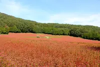 赤そばの里の写真・動画_image_47801