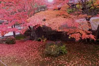 栗棘庵の写真・動画_image_203790