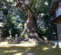 来宮神社の写真・動画_image_217769