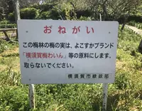 田浦梅の里の写真・動画_image_271933