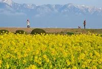 草津宿本陣の写真・動画_image_67290