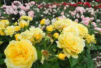 薔薇の名所の写真・動画_image_136776