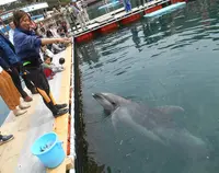 下田海中水族館の写真・動画_image_130413