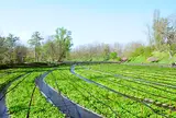 大王わさび農場