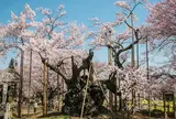 山高神代桜