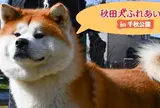 秋田犬ふれあい処ｉｎ千秋公園