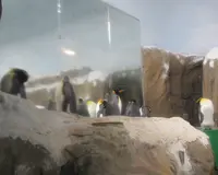 台北市立動物園企鵝館の写真・動画_image_525590