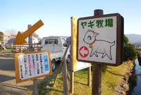 【閉店】ビビッドタウン関ヶ原ヤギ牧場の写真・動画_image_123863