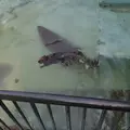 帯広動物園の写真_437230