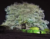 醍醐桜の写真・動画_image_132240