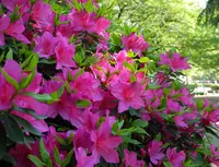 いつも花が咲いているの写真・動画_image_32664