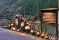 トロッコ嵯峨駅の写真・動画_image_49811