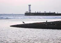 海にやって来ましたの写真・動画_image_124768