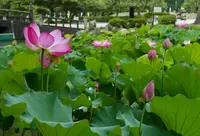 蓮の名所の写真・動画_image_87910