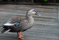 高鼻町４丁目の写真・動画_image_27587
