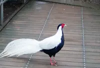 高鼻町４丁目の写真・動画_image_27590