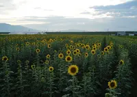 安八町ひまわり畑の写真・動画_image_128416