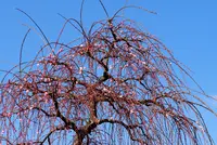 曽我梅林の写真・動画_image_215355