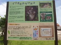 西表島の写真・動画_image_139449