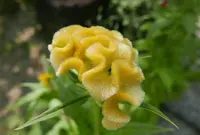 いつも花が咲いているの写真・動画_image_79977