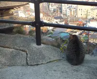 尾道市の写真・動画_image_42596