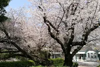 山手公園の写真・動画_image_311625