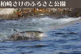 柏崎さけのふるさと公園