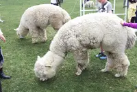 長門牧場の写真・動画_image_310153