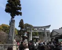 太宰府天満宮の写真・動画_image_223968