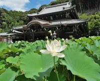三室戸寺の写真・動画_image_132700