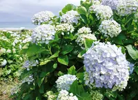 逢束の写真・動画_image_137168
