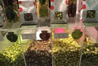 京都 宇治茶 錦一葉の写真・動画_image_72671