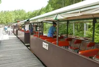 赤沢自然休養林の写真・動画_image_41491