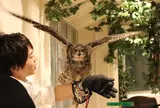 フクロウのお庭