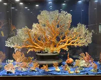 綺麗珊瑚博物館の写真・動画_image_623636