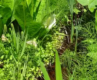 白山中居神社の写真・動画_image_280185