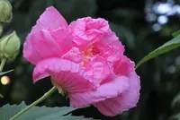 いつも花が咲いているの写真・動画_image_90921