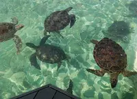 シギラベイサイドスイート アラマンダの写真・動画_image_52860