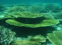 鳩間島アイランドワールドの写真・動画_image_35849