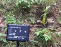 狭井神社の写真_76051