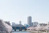 清澄白河駅　隅田川沿いの桜