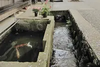 がいせん桜通りの写真・動画_image_27074